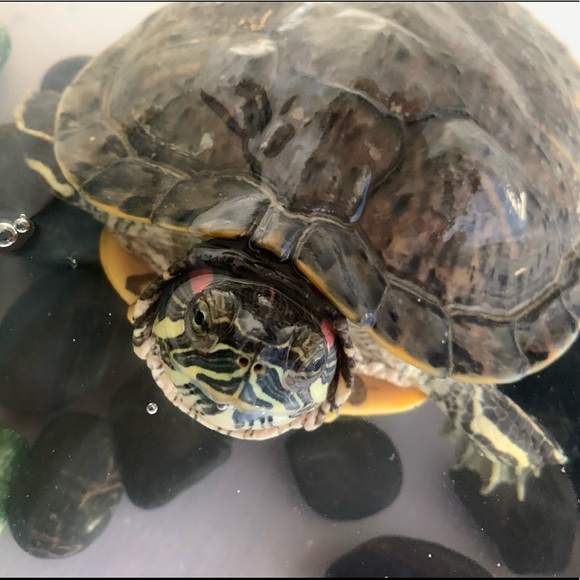 Meet your Posher, Jenn 🌸 - Picture 8 of 9